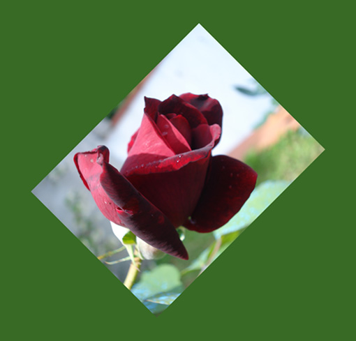 rosa