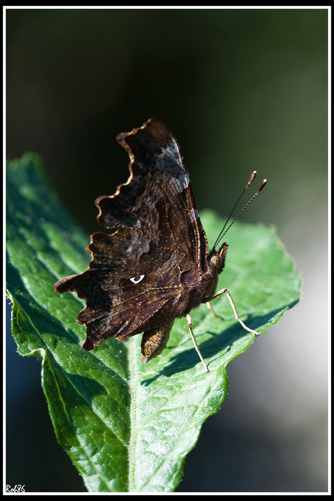 Farfalla  scura