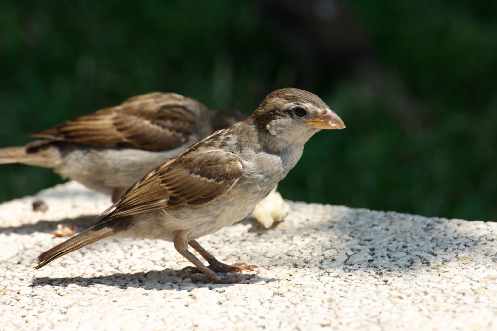 passero ravvicinato