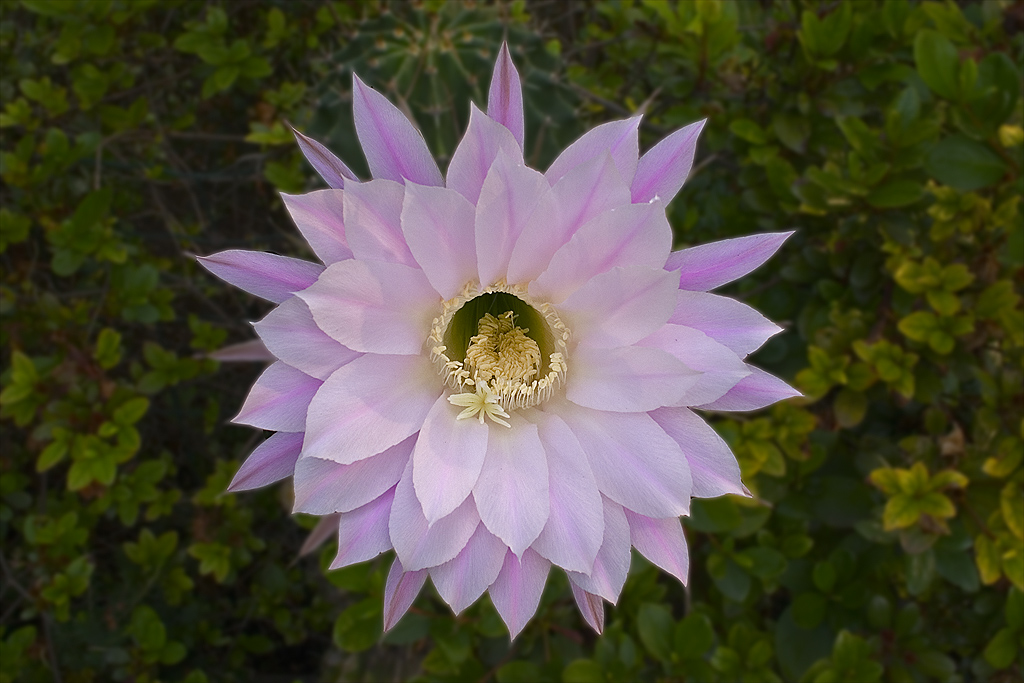 Fiore Del Cactus