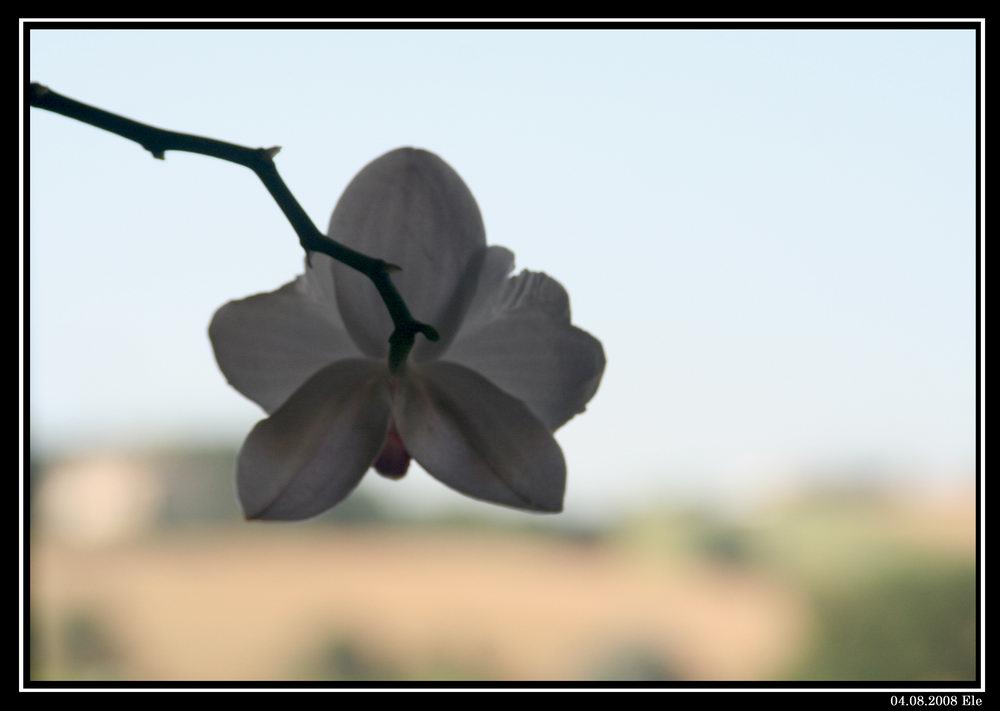 Guardando fuori