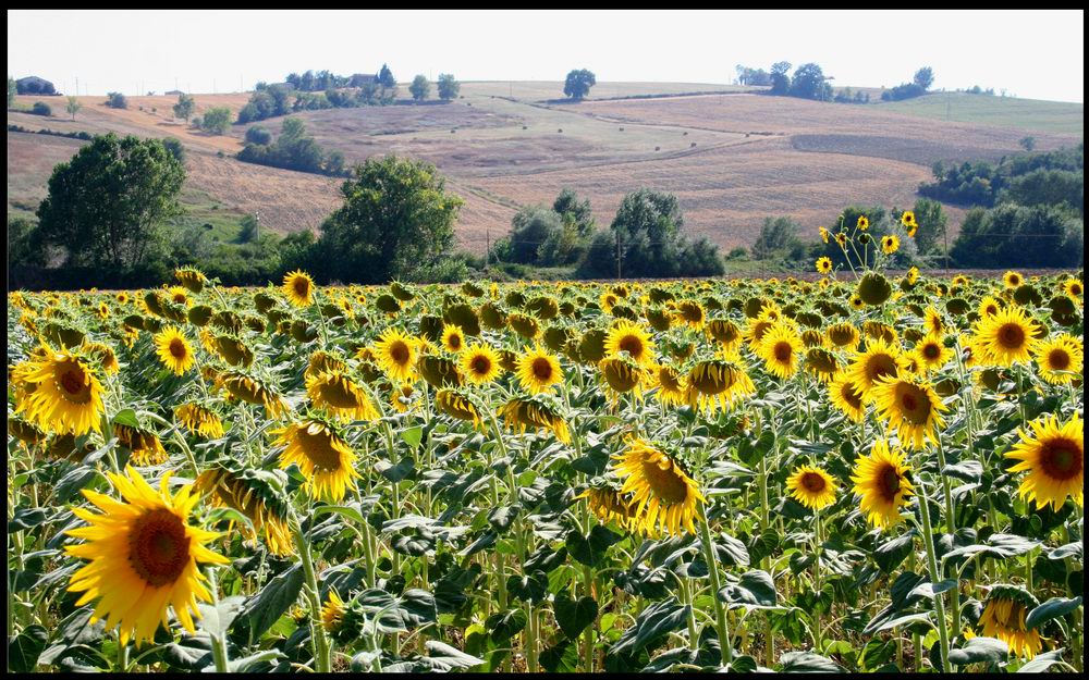 Girasoli 2