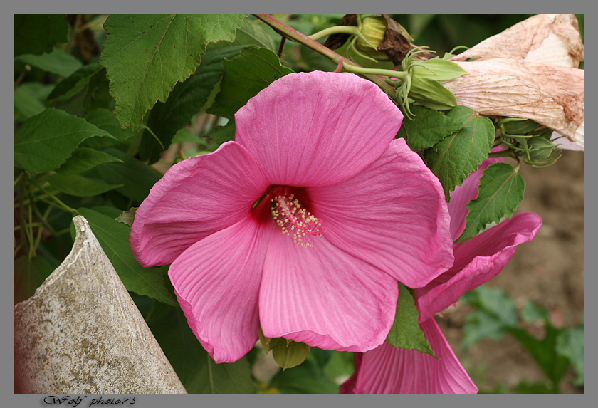 fiore rosa bellissimo 50ino