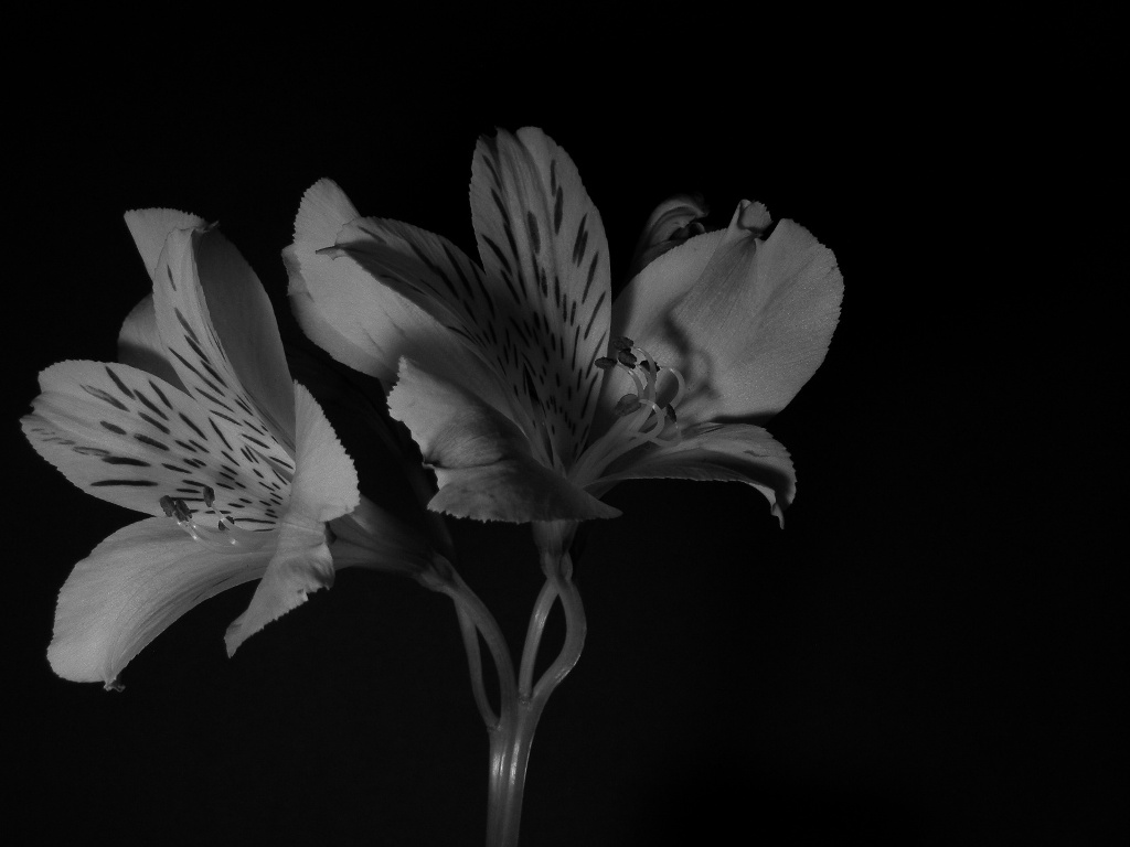 Gigli B&W