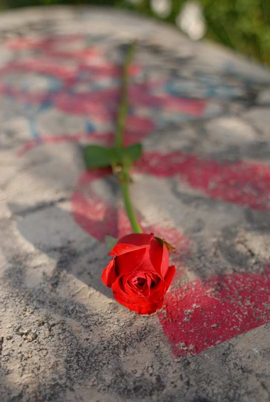 rosa