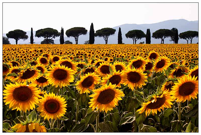 Girasoli a Castiglione