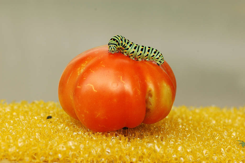 un pomodoro brucato