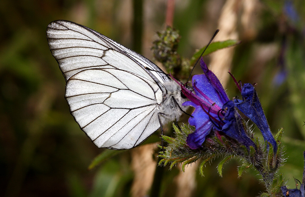 aPORIA CRATAEGI 1