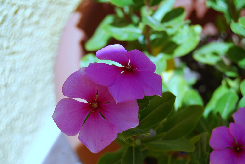 foto macro