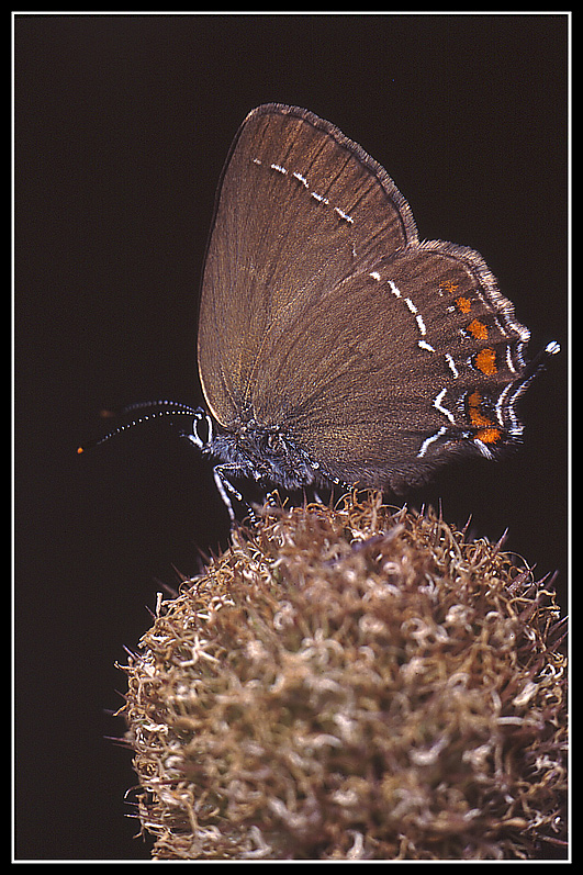 Satyrium ilicis