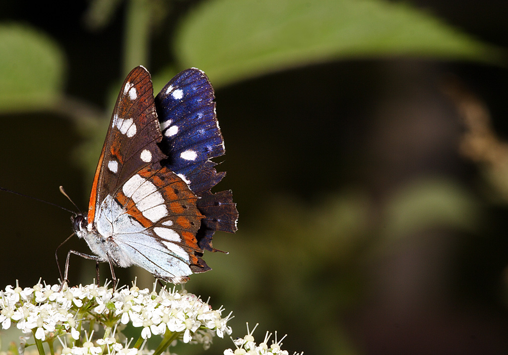 Limenitis reducta2