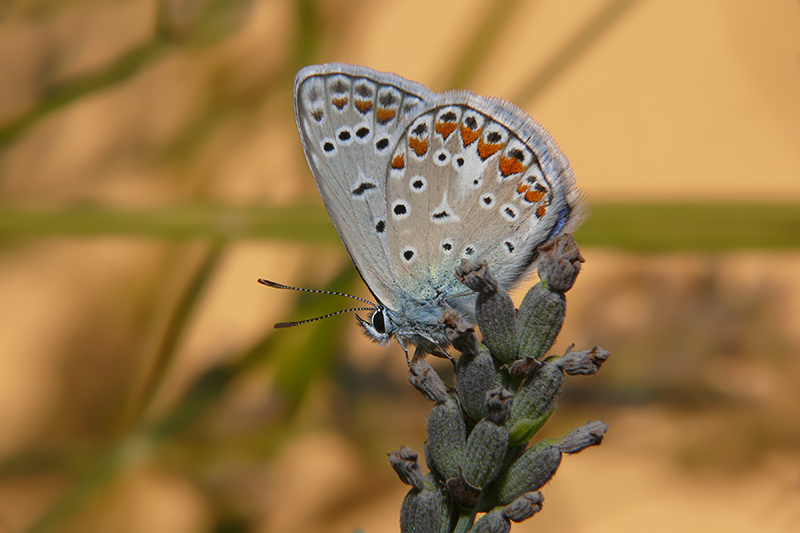 farfallina