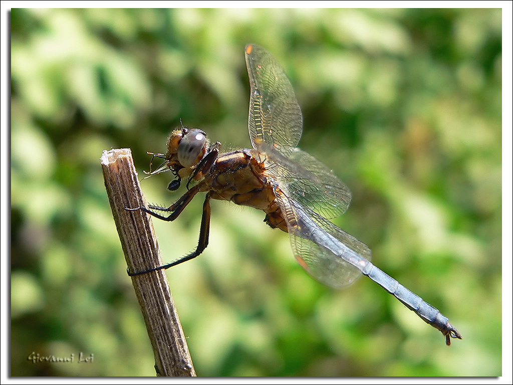 Pasto di libellula