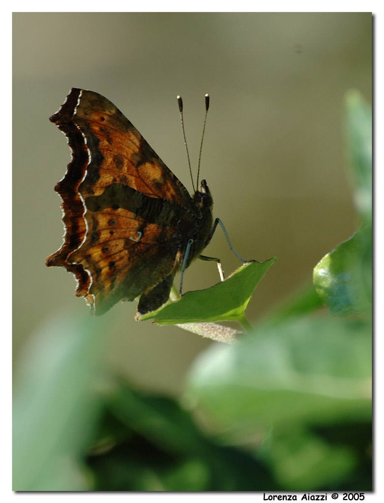 Farfalla