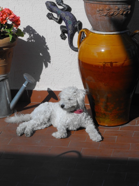 vita da cani
