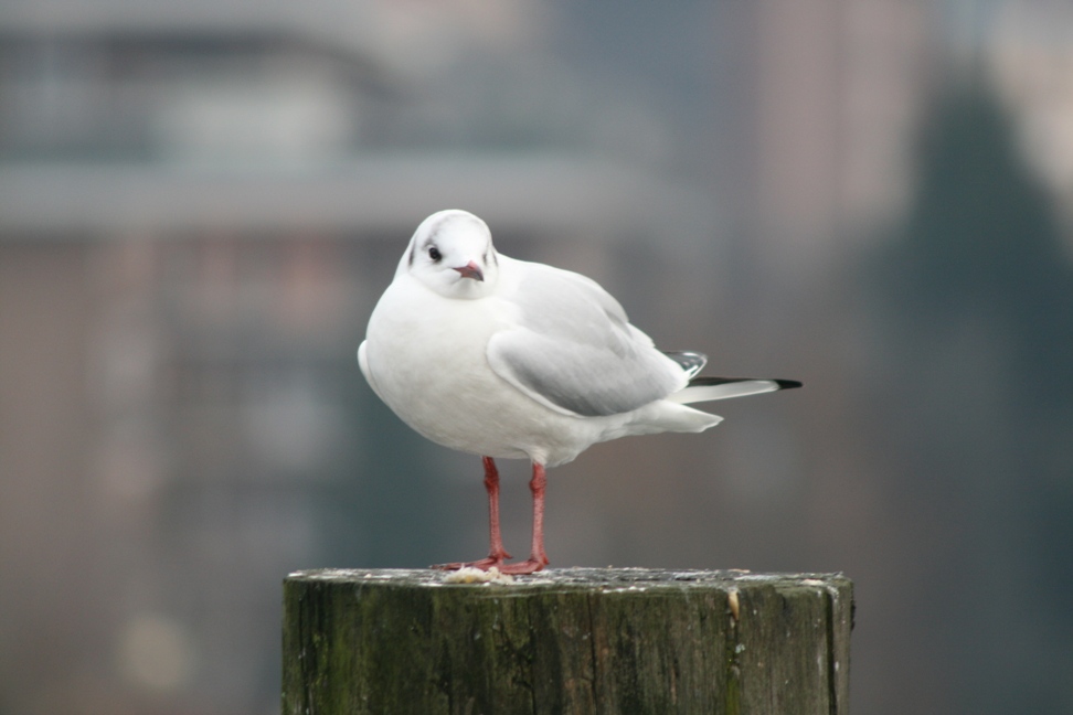 GABBIANO