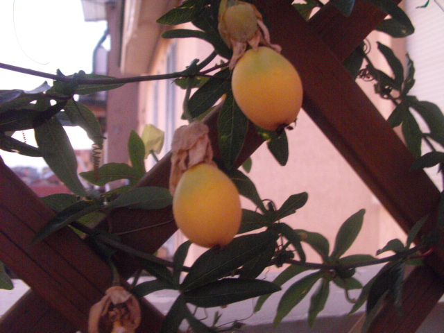 passiflora