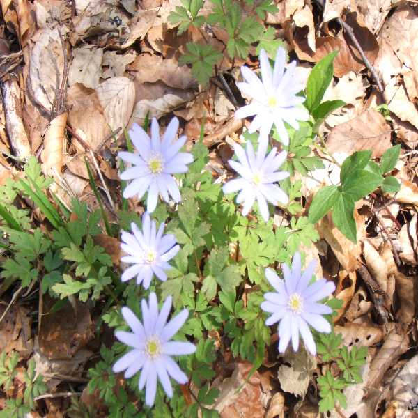 primavera