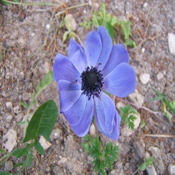che colori
