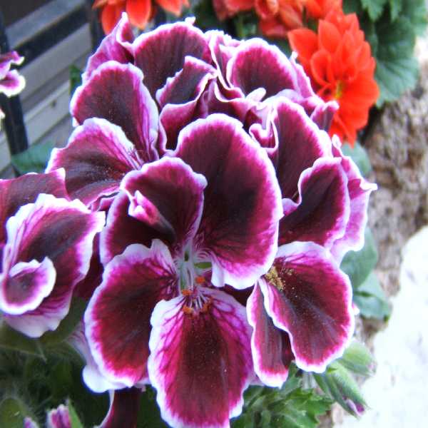 il colore viola