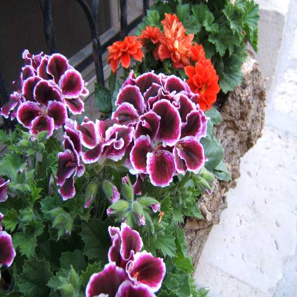 macro viola