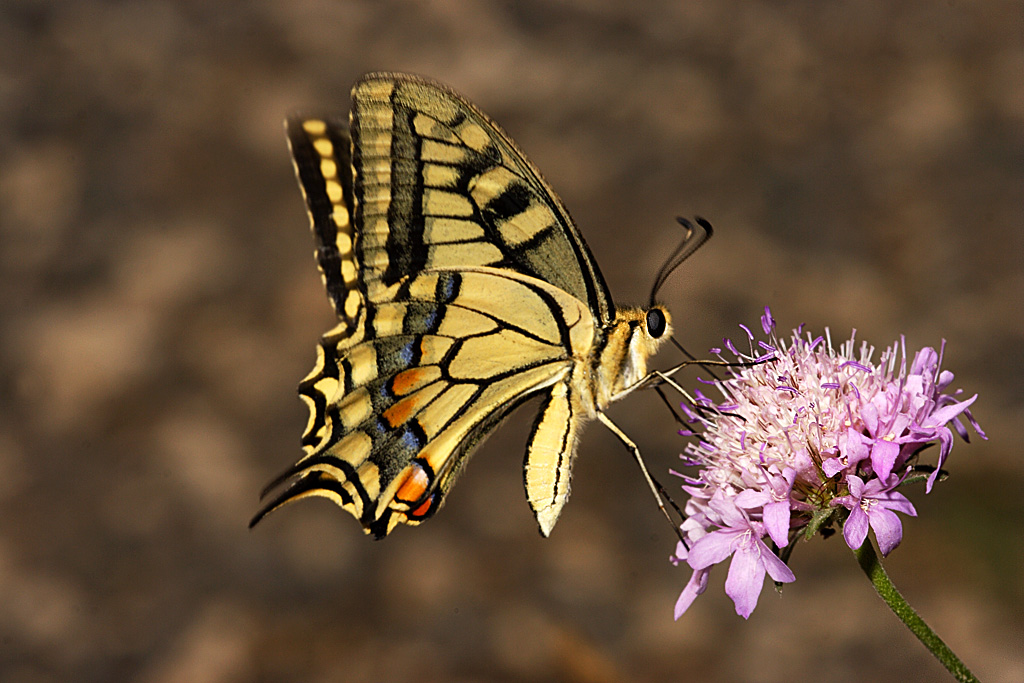 Papilio machaon