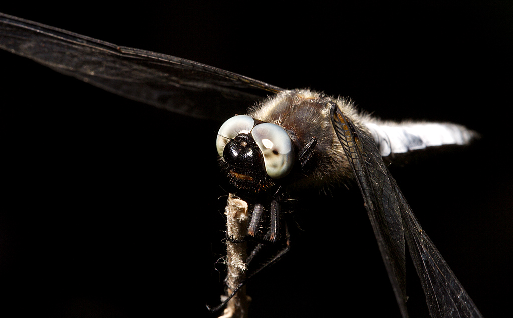Libellula fulva
