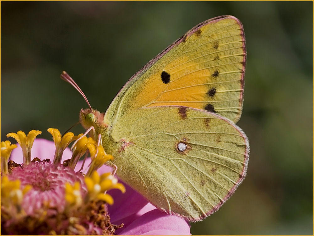 Colias croceus