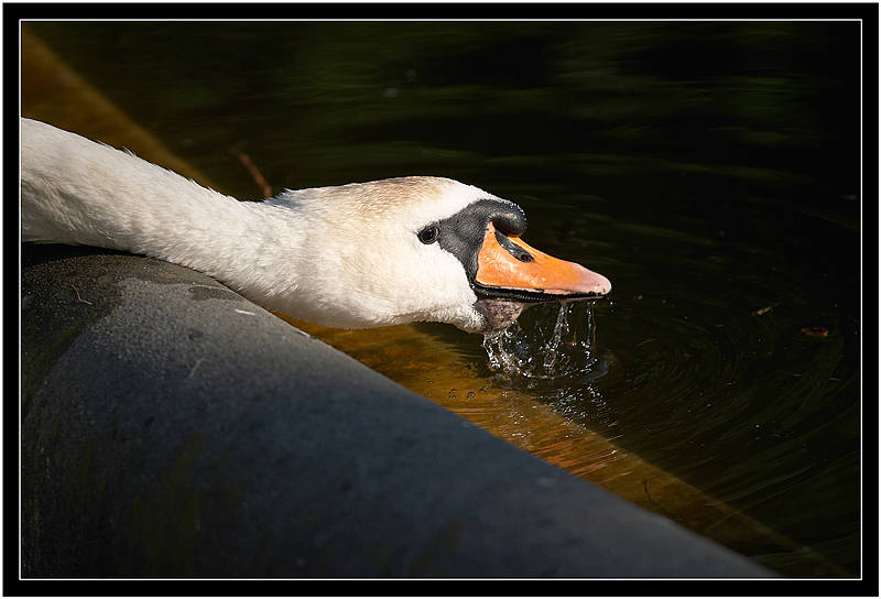 cigno
