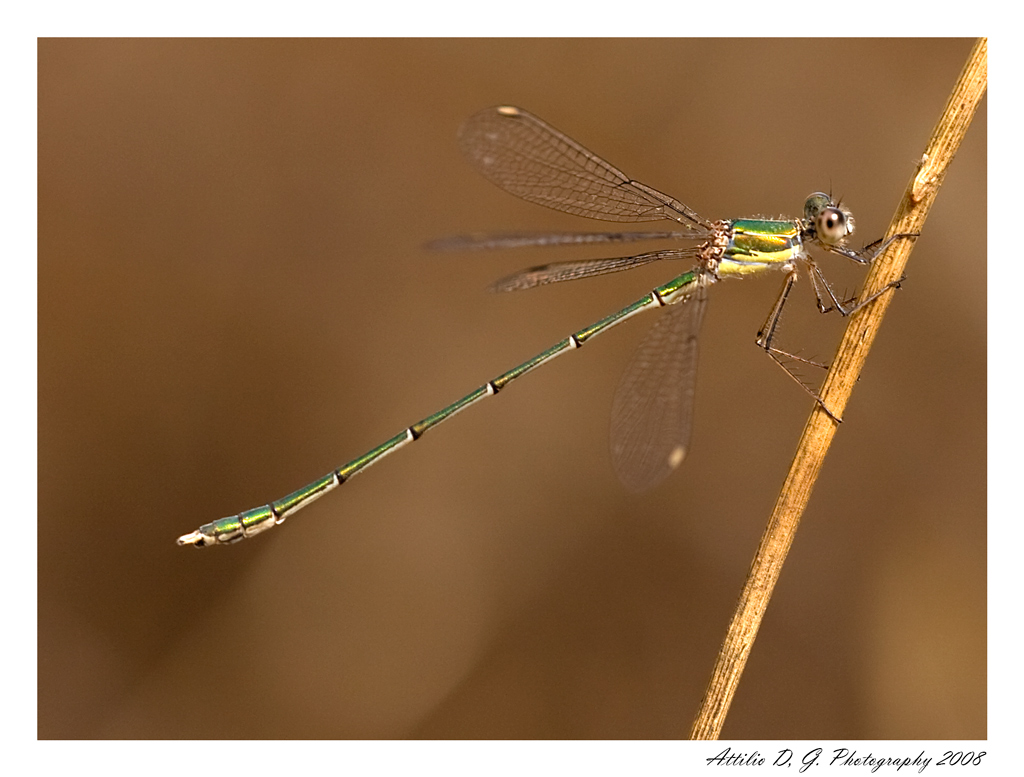 Mini libellula...
