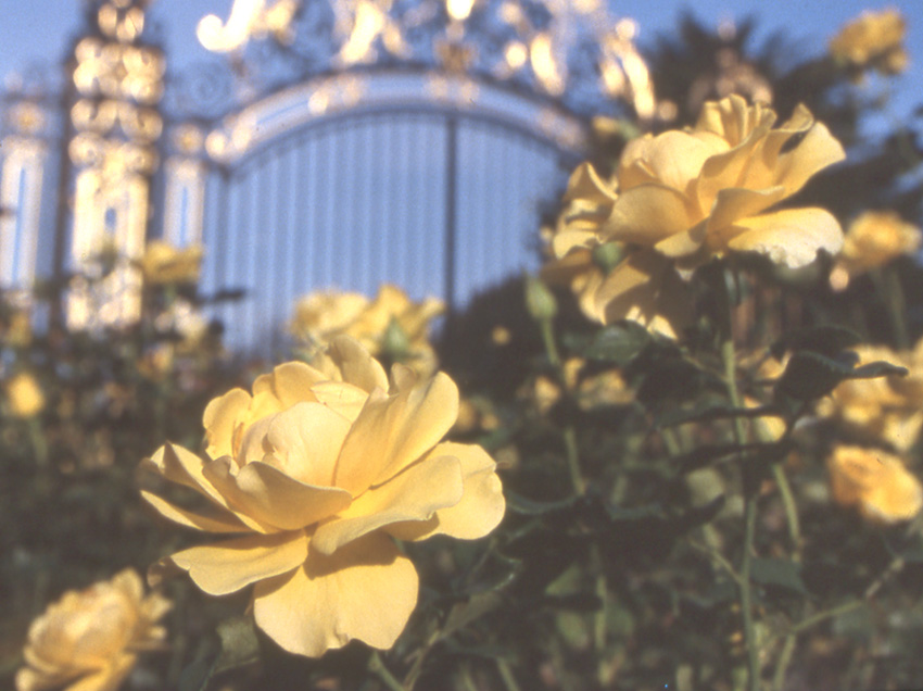 giallo-oro
