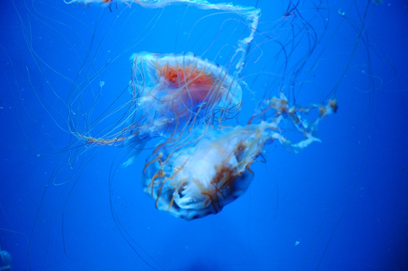 medusae