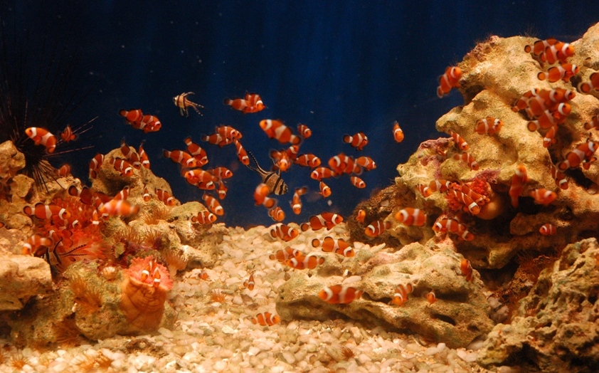 il mondo di nemo