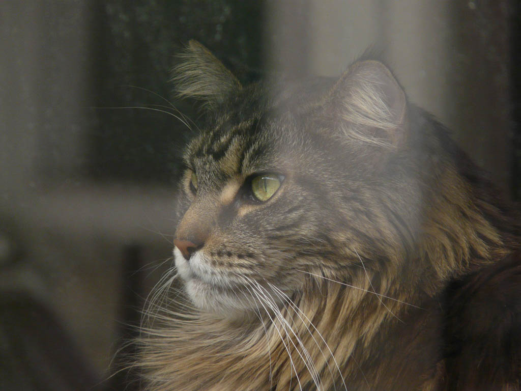 london cat