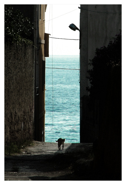 gatto al mare