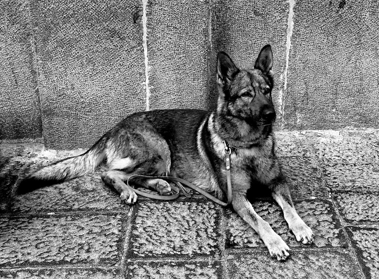 Dog