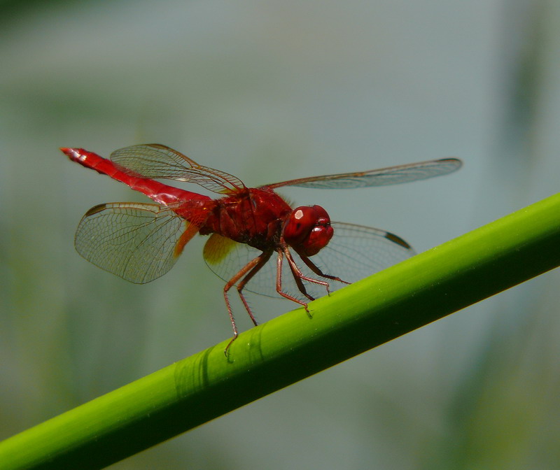 red 2
