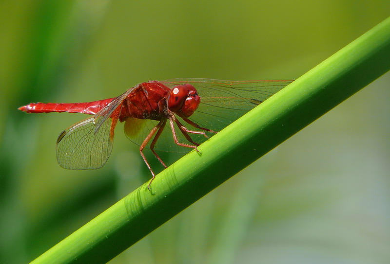 red 3