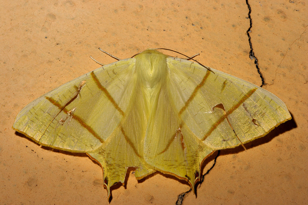 ourapteryx sambucaria