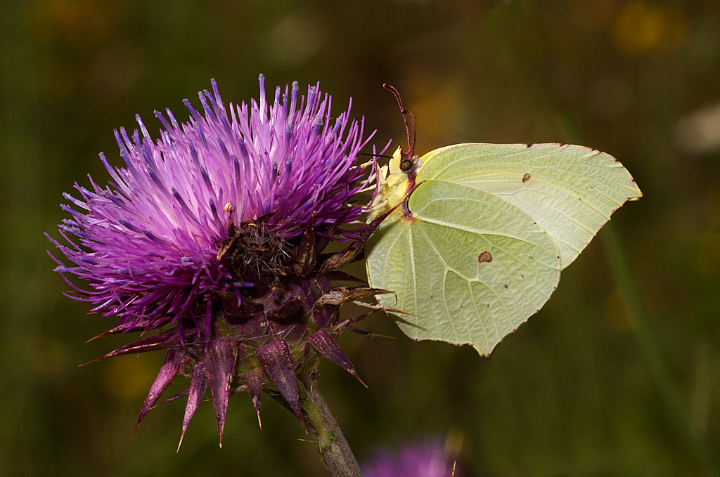 Gonepteryx rhamni femmina