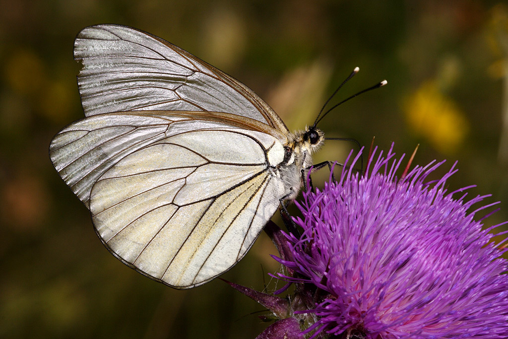 Aporia crataegi