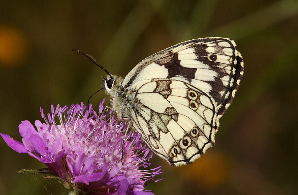 Melanargia occitanica