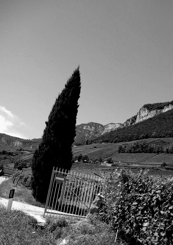 cipresso sbieco