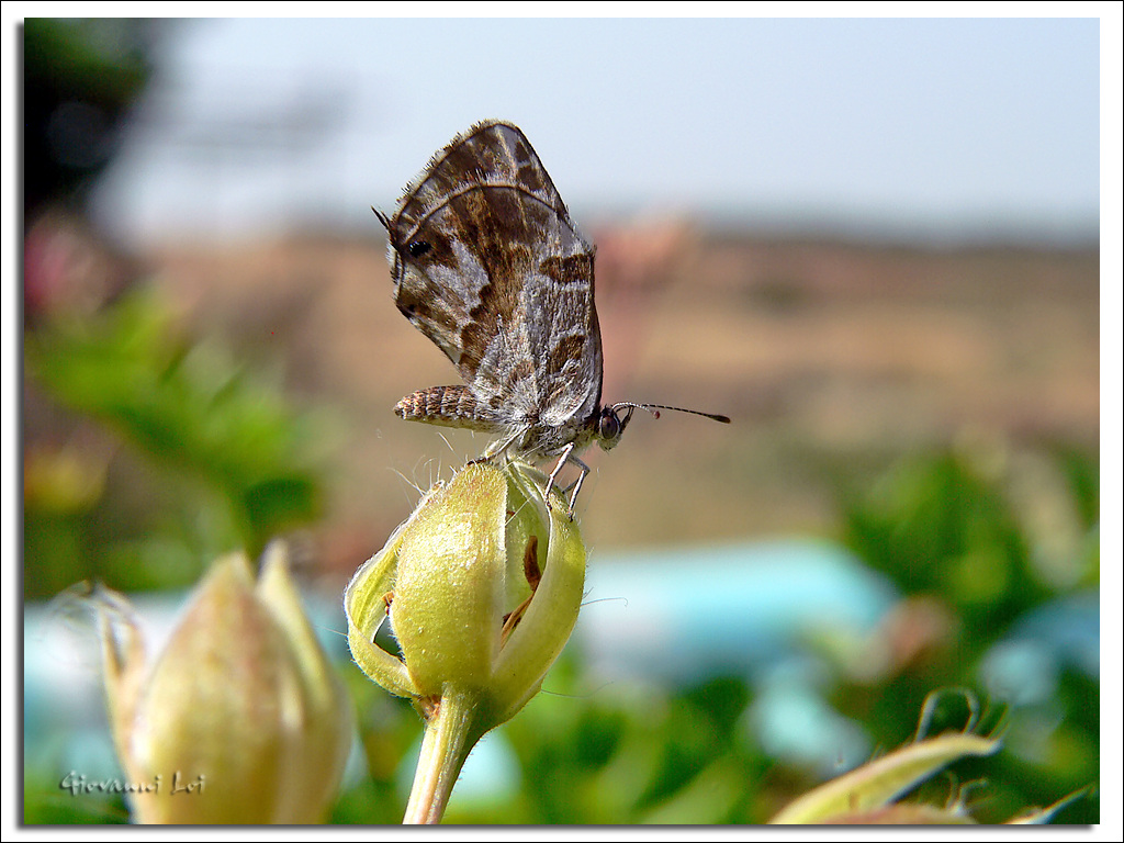 Farfallina