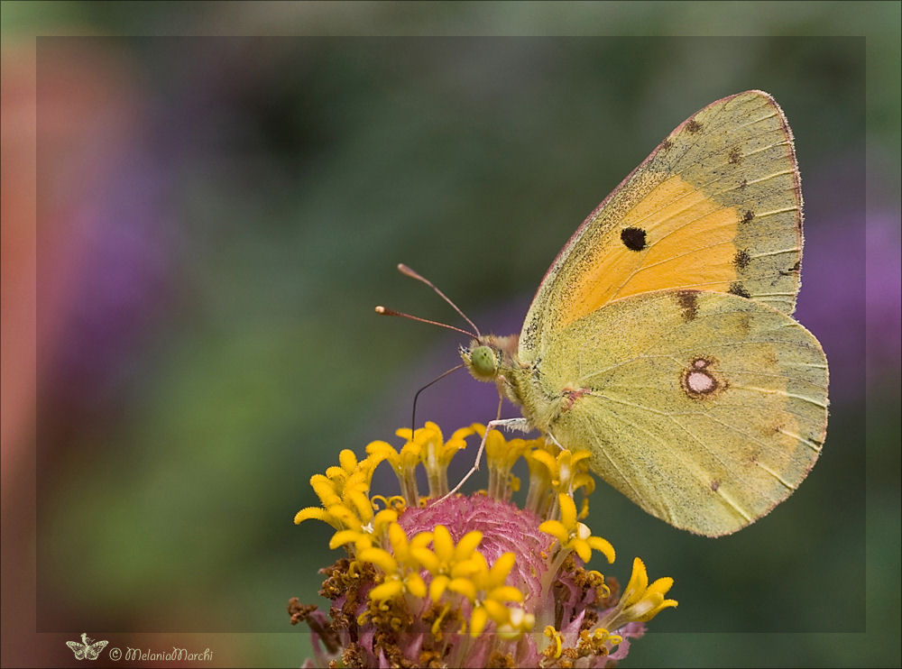 Colias croceus 2