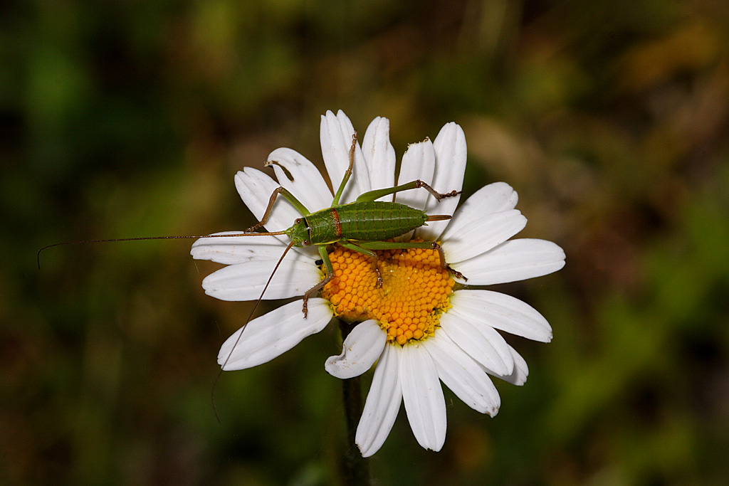 cavalletta e margherita