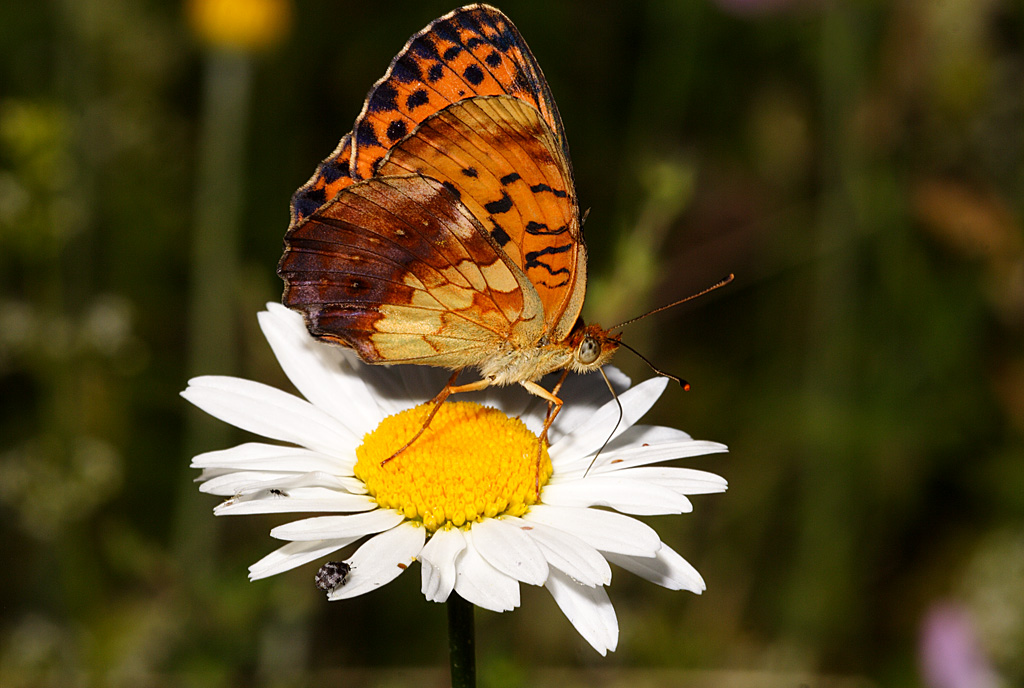 Boloria thore (nymphalidae)
