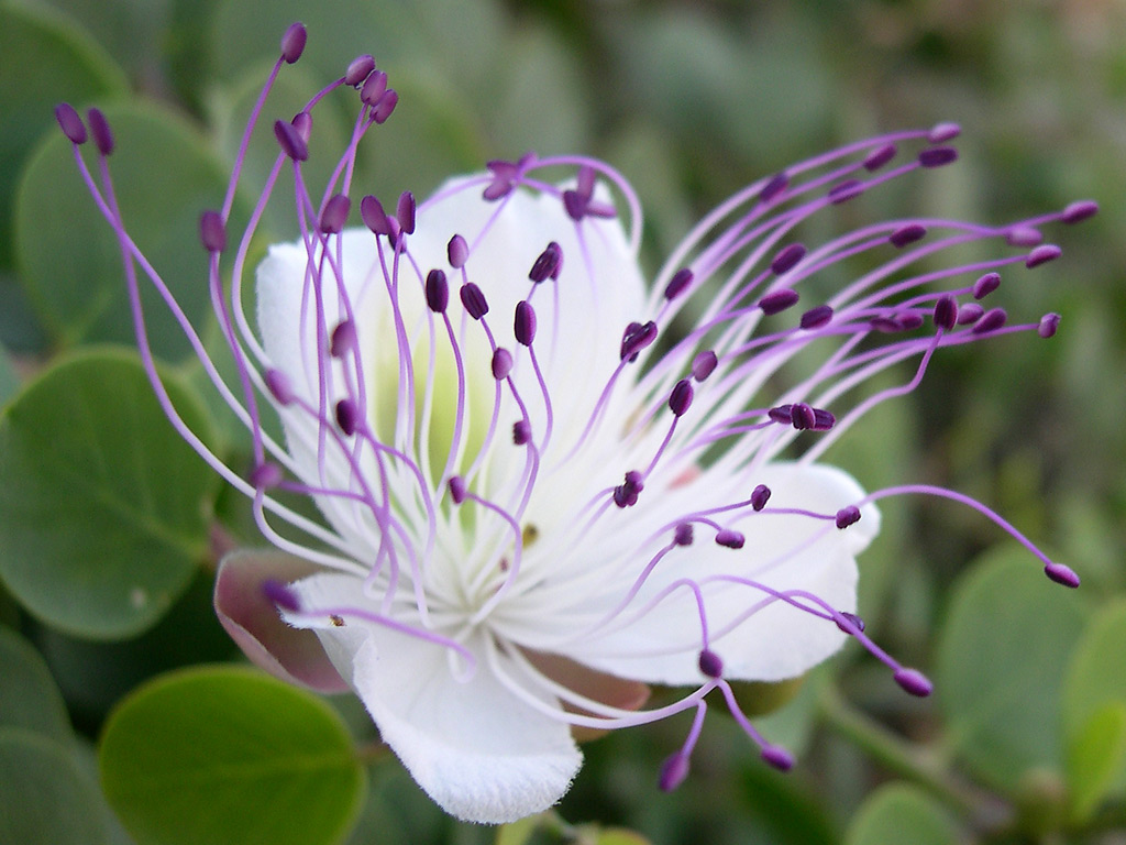 Fiore del cappero