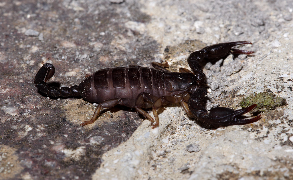 Scorpione
