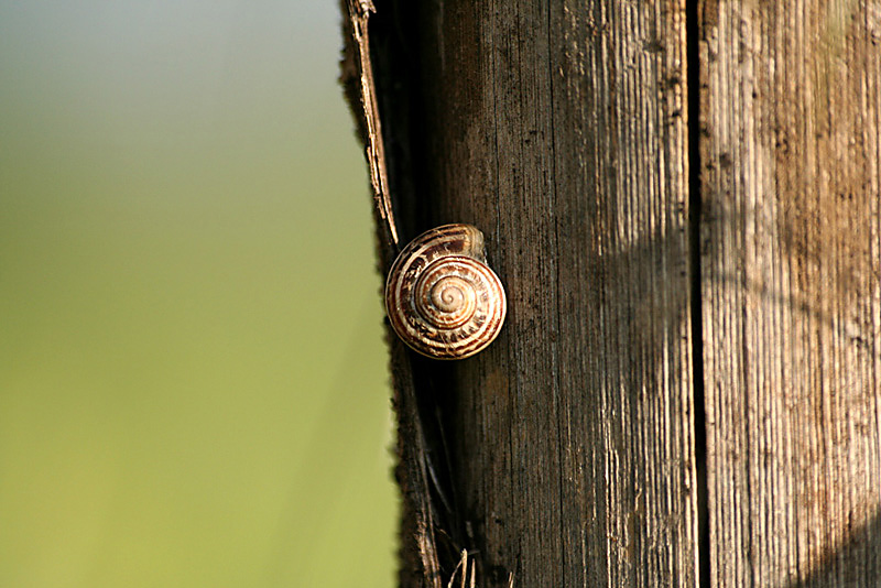Lumaca